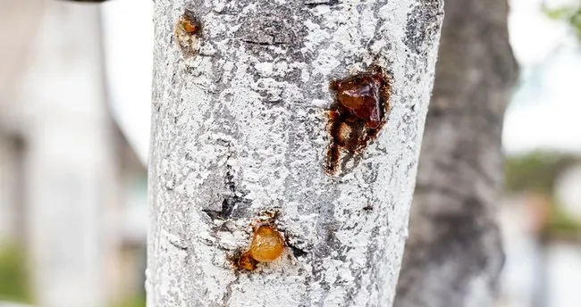 Çam Sakızının Faydaları Nelerdir? Çam Sakızı Nedir, Nasıl Kullanılır?