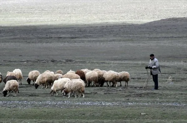 Kars'ta meralar canlanıyor