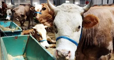 KURBANLIK FİYATLARI 2024 gündemde! Diyanet ile yurt içi/yurt dışı kurban kesim bedeli ne kadar, kaç TL oldu?