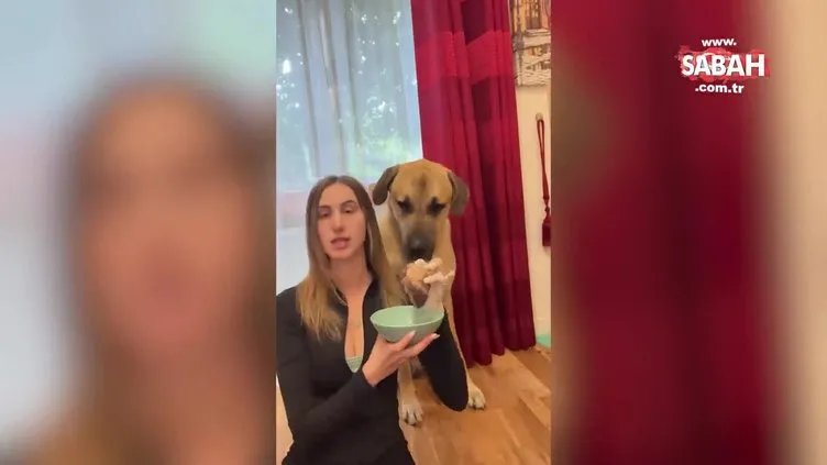 O artık Londralı! Kangal köpeğinin Londra'daki yaşamı sosyal medyada viral oldu: "70 kg ama pamuk gibi..."