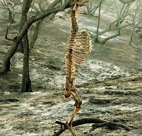Hayvanlar dünyasından kareler