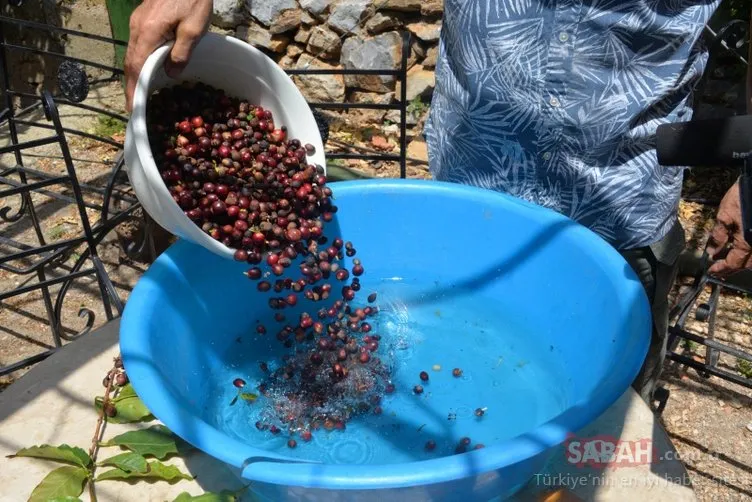 Türkiye’de ilk kez kahve meyvesi üretti!