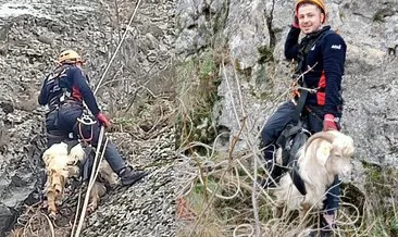 Amasya’da keçi kurtarma operasyonu
