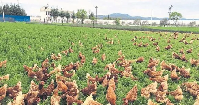 Gunde 21 Milyon Yumurta Uretiyoruz Egeli Sabah Haberleri