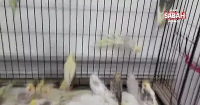 Türkiye’ye kaçak olarak sokulmaya çalışan papağanlar ses çıkarmasınlar diye böyle bağlanmış!