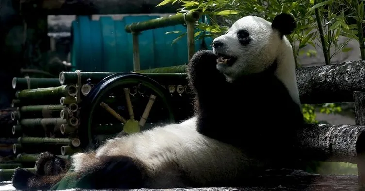 Japonya’da panda ikiz doğurdu