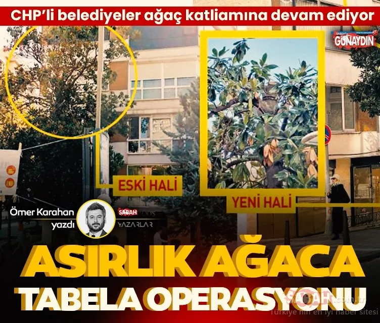CHP belediyeciliğinde yine ağaç katliamı, yine skandal! Asırlık çınar ağacına tabela operasyonu!
