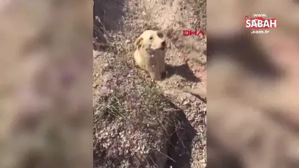 Toprak altında kalan köpek ve 5 yavrusu kurtarıldı | Video