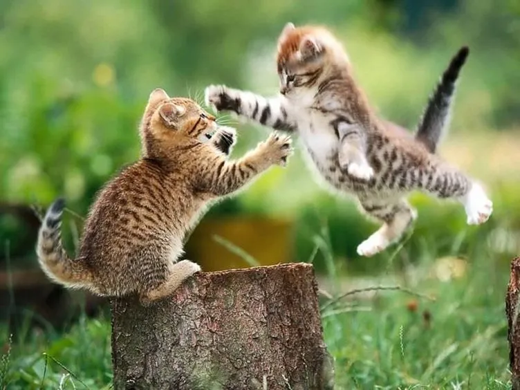 En iyi en güzel kedi fotoğrafları Galeri Yaşam