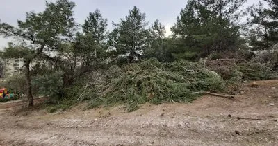 CHP’li belediyenin ağaç katliamının altından rant çıktı