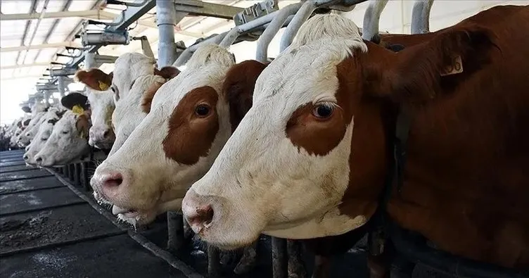 Toplanan inek sütü miktarı şubatta arttı