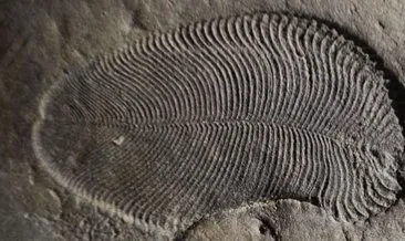 Kayıtlara geçen en eski hayvan fosili keşfedildi!