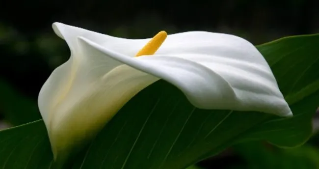 Zambak Receli Tarifi Zambak Receli Nasil Yapilir Tatli Tarifleri Haberleri