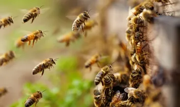 Rüyada arı görmek ne anlama gelir?