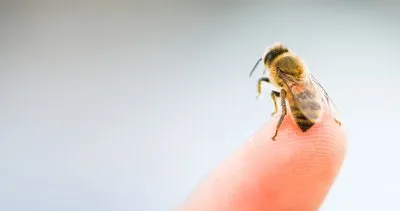 Mucizelerine bir yenisi daha eklendi! Bakın bal arıları akciğer kanserini nasıl tespit ediyormuş: %82 oranla...