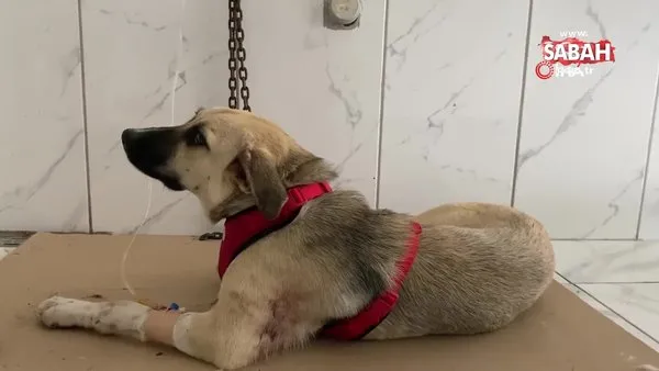 Yaralı halde bulunan sokak köpeğinin röntgen görüntüsü şoke etti | Video