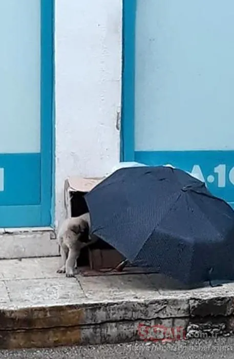 Şemsiyesiyle sokak köpeğini yağmurdan korudu