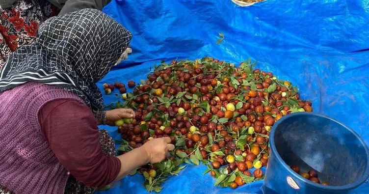 Kırıkkale’de organik hünnap hasadı başladı