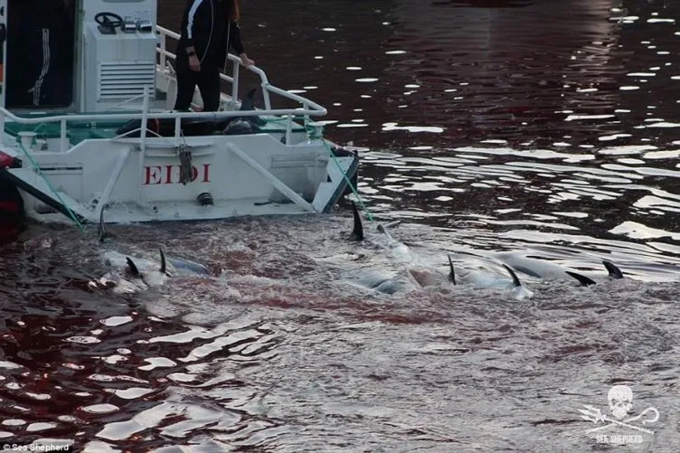 Danimarka’nın Faroe Adaları’nda balina katliamı