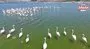 Flamingolar kuluçka öncesi eşleşme için Mamasın Barajı’nda | Video