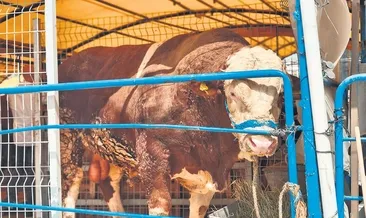 Kurban alımında son güne kalmayın