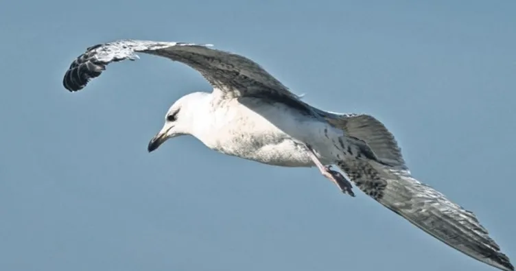 Kuşlarda ısı mucizesi