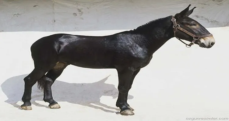 kur an da adi gecen hayvanlar galeri yasam