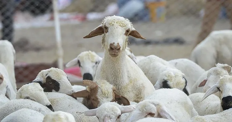 Bayramda 3 milyonun üzerinde küçükbaş kurbanlık satıldı