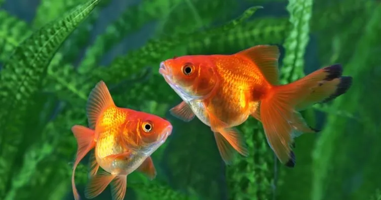 Japon Balığı Özellikleri Nelerdir? Japon Balığı Nasıl Beslenir, Kaç Yıl Yaşar ve Ne Zaman Yavrular?