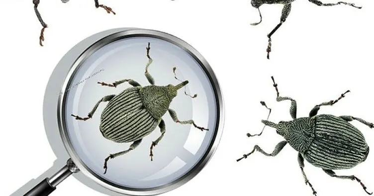 Türk akademisyenler 5 yeni böcek türü keşfetti