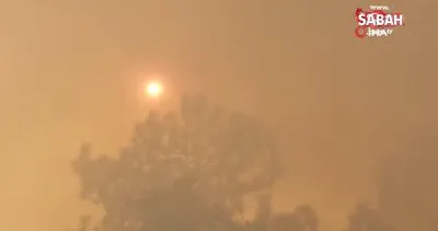Meksika’daki orman yangınında 4 kişi hayatını kaybetti | Video