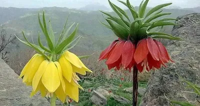 Ağlayan gelinlerin boynu bükük kaldı