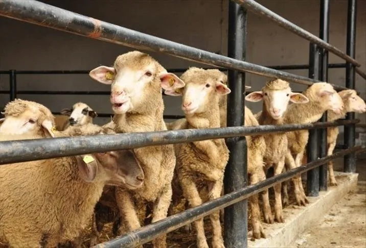 Kurban Bayramı tatili ayın kaçında, ne zaman başlayacak ...