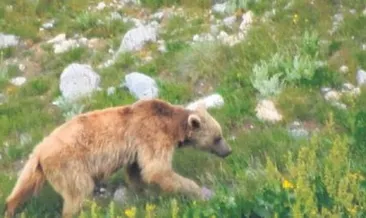 Aç ayı otomobili parçaladı