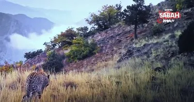 Bakan Kirişçi: Anadolu leoparı iki ayrı bölgede yeniden görüntülendi | Video