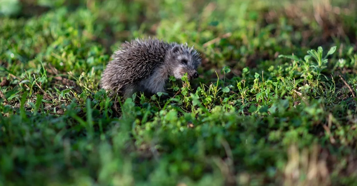 kirpi ne yer ne ile beslenir kirpi nerede yasar yuvasini nereye yapar son dakika haberler