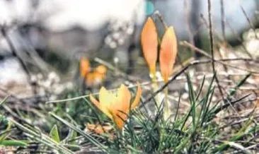 Baharın müjdecisi Ankara çiğdemleri açtı
