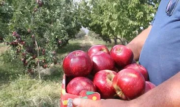 Konya’dan Asya ülkelerine elma ihracatı