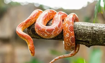 Rüyada Kırmızı Yılan Görmek Ne Anlama Gelir? Rüyada Kırmızı Benekli Yılan Görmenin ve Öldürmenin Anlamı