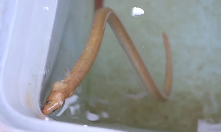 Çanakkale Boğazı'nda şaşkına çeviren olay: Türkiye'de ilk kez görüntülendi!