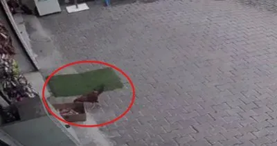 Diyarbakır’da şaşkın horoz bakkalın önündeki cips paketini alıp kaçmaya çalıştı... O anlar kamerada | Video