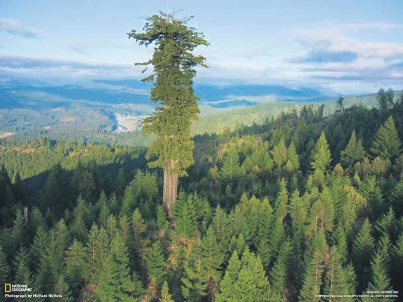 Dunyanin En Buyuk Agaci 115 Metre Dunya Haberleri