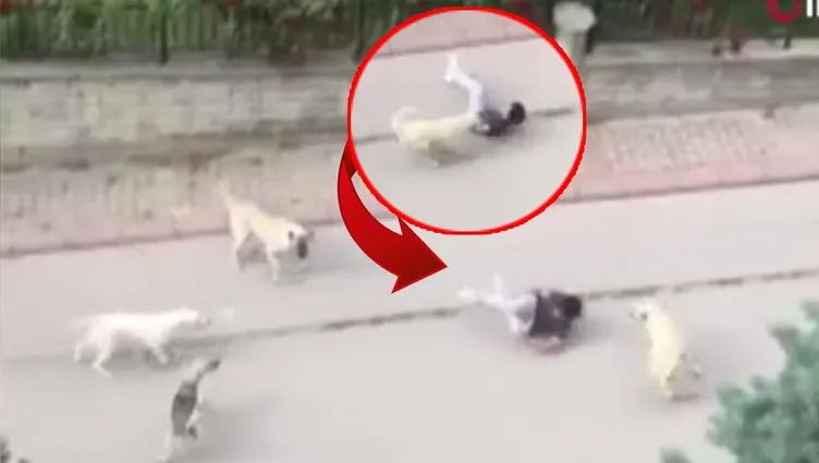 6 sokak köpeği yolda yürüyen çocuğun etrafını sardı: Talihsiz yavru kabusu yaşadı!