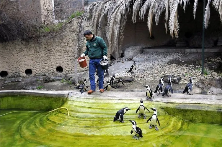 Afrika penguen ailesi genişliyor