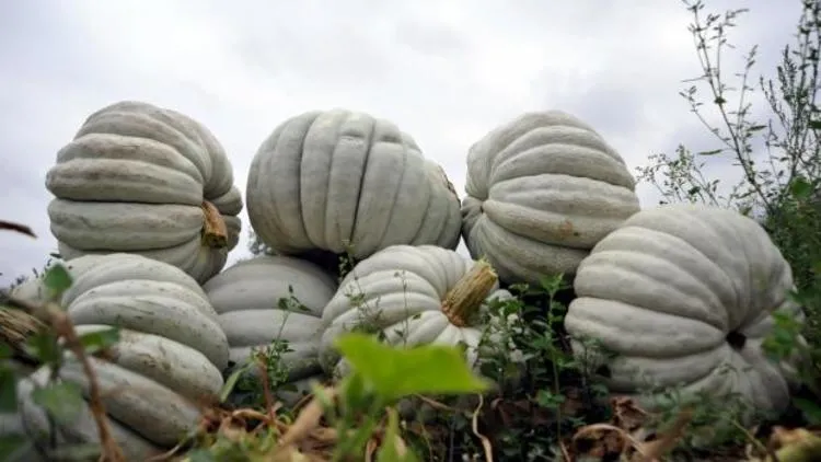Bal kabağı akciğer kanseri riskini azaltıyor