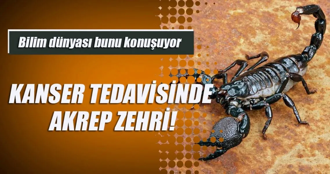 Kanser Tedavisinde Akrep Zehri Saglik Haberleri