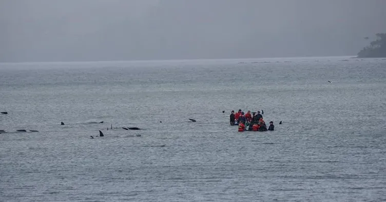 Avustralya’da sığ sularda mahsur kalan balinalardan en az 90’ı öldü