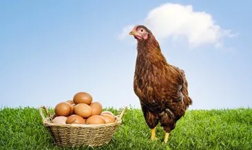 Rüyada Tavuk Görmek Ne Anlama Gelir? Rüyada Tavuk Görmek Ve Tavuk Yemek Ne Demek?