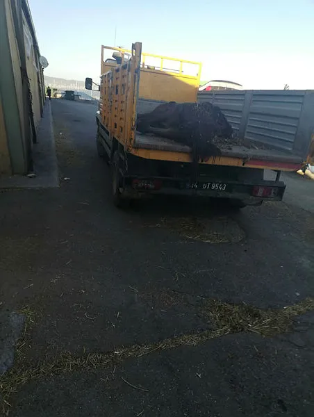 İBB'deki at skandalında yeni gelişme! Kayıp atlara kayıt dışı ilaç