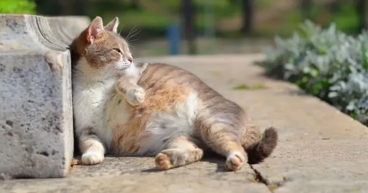 Emziren Kedi Ne Kadar Mama Yemeli? Anne Kediye Süt Yapması İçin Ne Verilir?